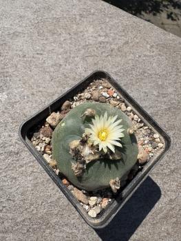 Lophophora fricii weiß blühend